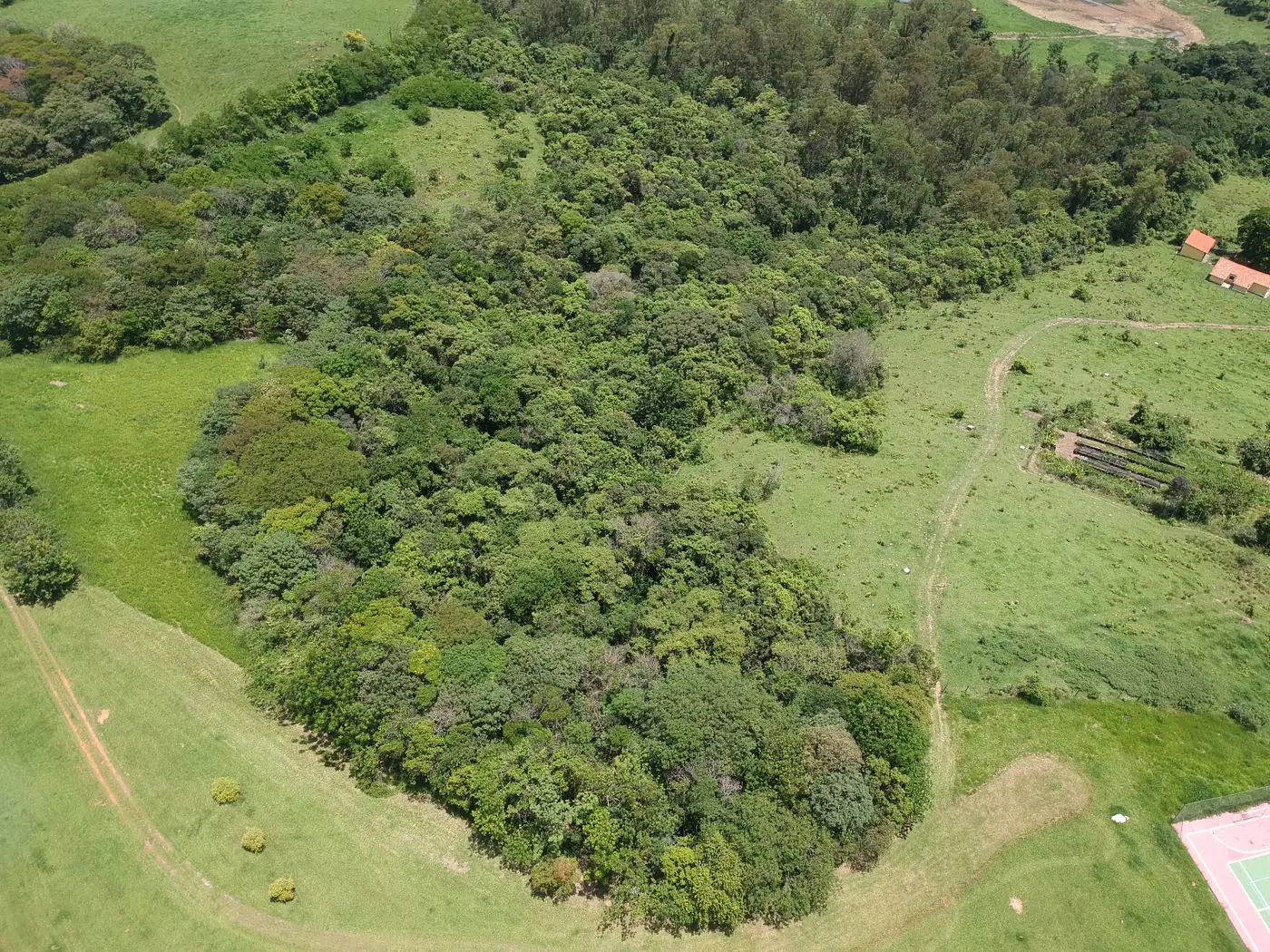 Área florestal densa recuperada vista de drone