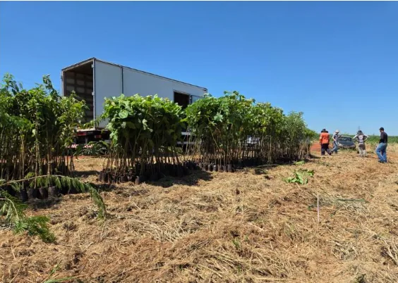Mudas nativas descarregadas pela equipe Soul Serviços Florestais para projeto de compensação ambiental